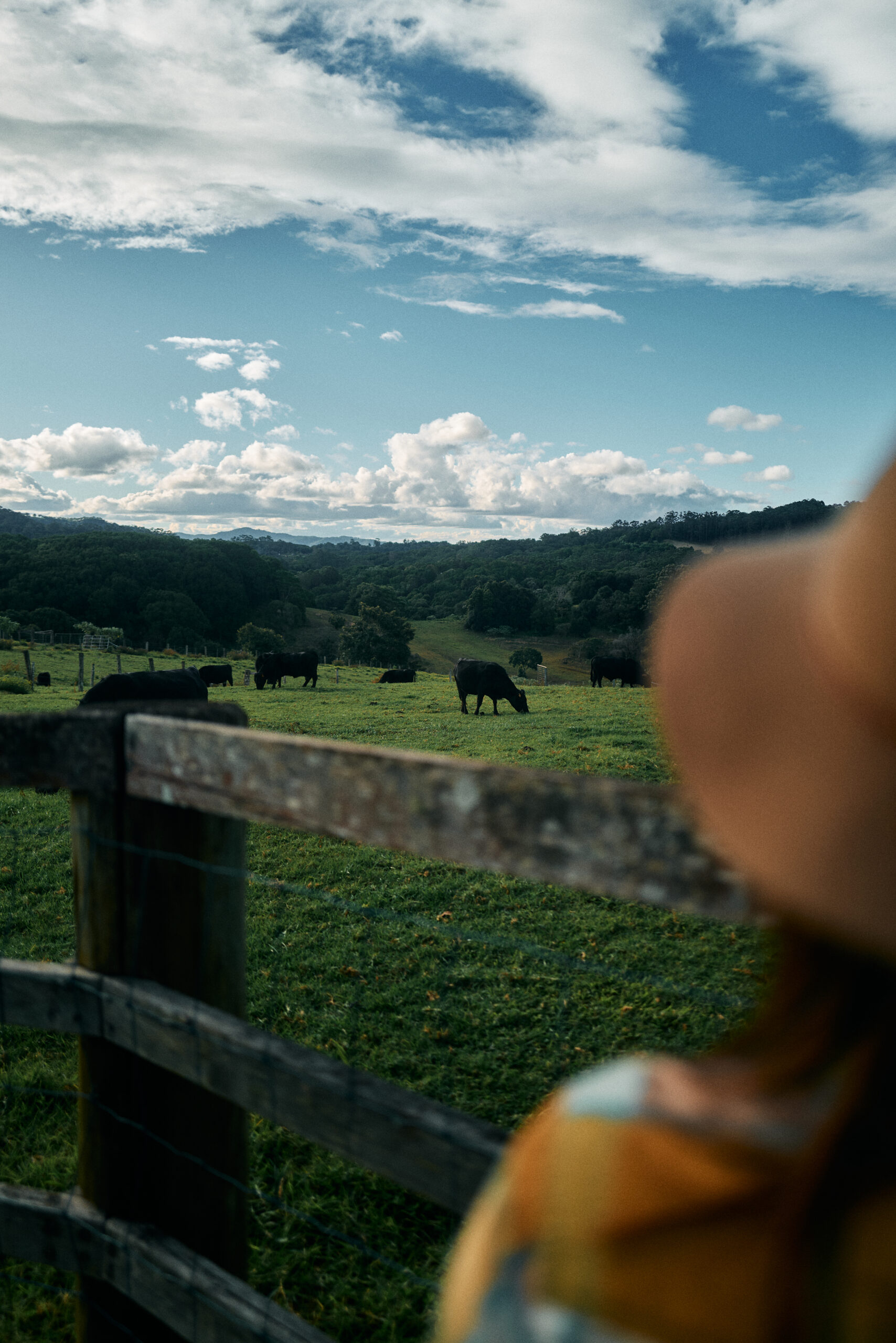 dexter cattle for sale